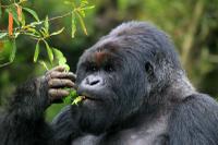 The Silverback of the Kwitonda Gorilla Group